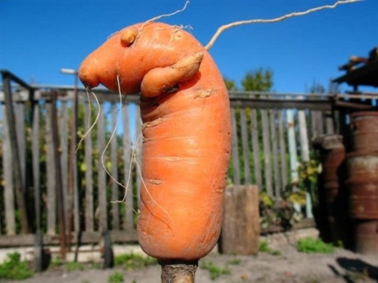 ДОРОГИЕ ДРУЗЬЯ! ОБЪЯВЛЯЕМ ОСЕННИЙ СМОТР-КОНКУРС (ОНЛАЙН) ЧУДО ОГОРОДНОЕ!